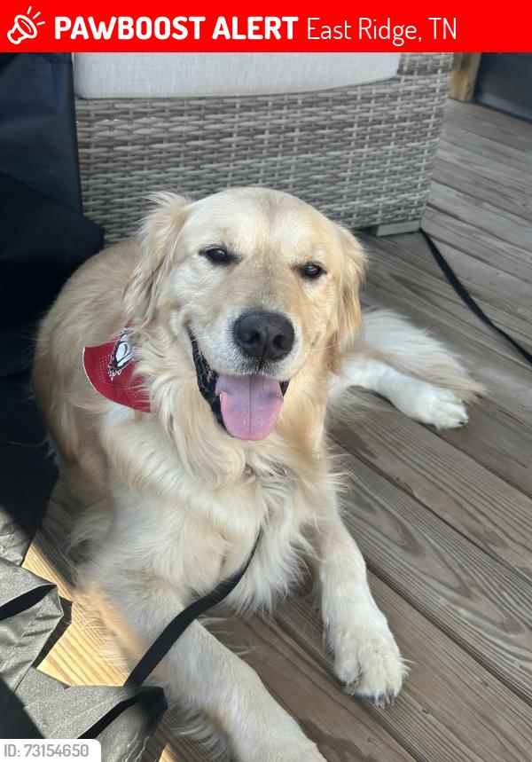 Lost Male Dog last seen Camp Jordan, East Ridge, TN 37412