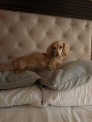 Lost Female Dog last seen Chase bank archer and kedzie, Chicago, IL 60632