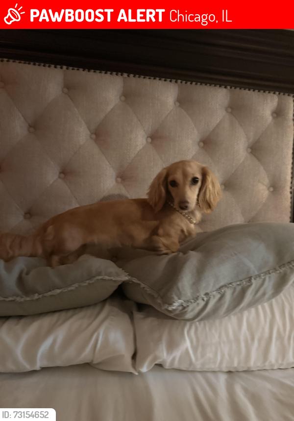 Lost Female Dog last seen Chase bank archer and kedzie, Chicago, IL 60632