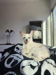 Reunited Male Dog last seen Near Saddleback Ledge Ave, Las Vegas, NV 89147, USA, Las Vegas, NV 89147