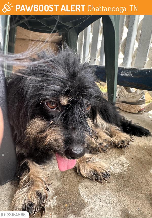 Found/Stray Unknown Dog last seen Hawthorne Street, Chattanooga, TN 37404