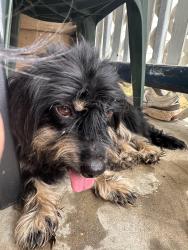 Found/Stray Unknown Dog last seen Hawthorne Street, Chattanooga, TN 37404