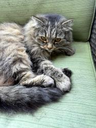 Lost Female Cat last seen 195th and Gridley, Cerritos, CA 90703