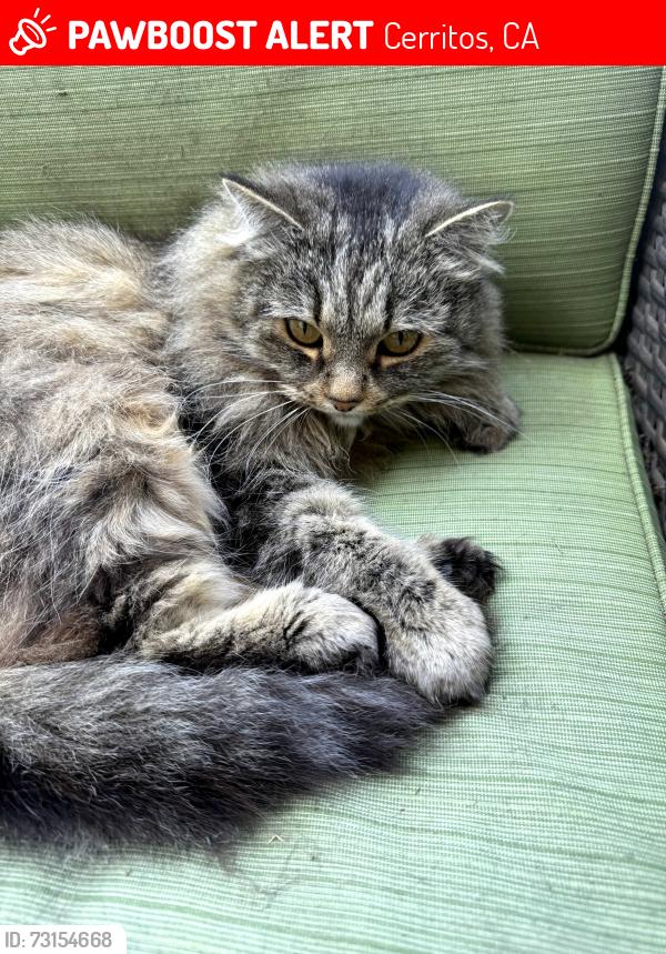 Lost Female Cat last seen 195th and Gridley, Cerritos, CA 90703
