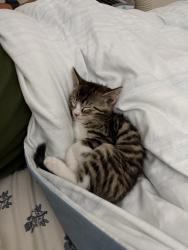 Lost Male Cat last seen College grove, San Diego, CA 92115