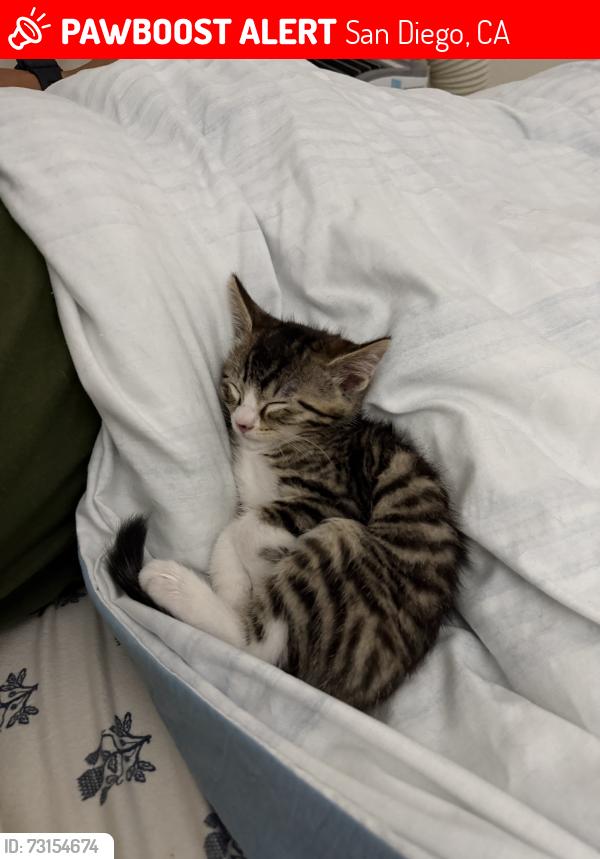 Lost Male Cat last seen College grove, San Diego, CA 92115