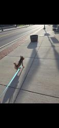 Lost Male Dog last seen Montgomery Ave, Georgetown KY, Georgetown, KY 40324