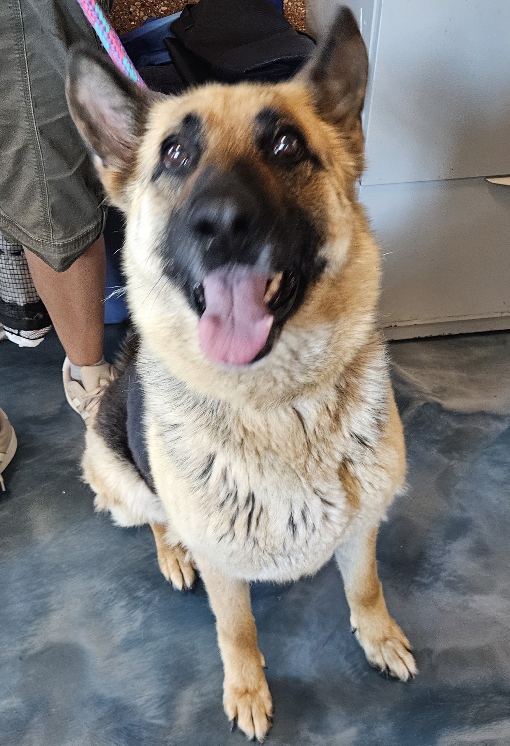 Shelter Stray Female Dog last seen San Rosa Boulevard, Lathrup Village, MI, 48076, 1200 N Telegraph Building 42E, Pontiac, MI 48340, USA