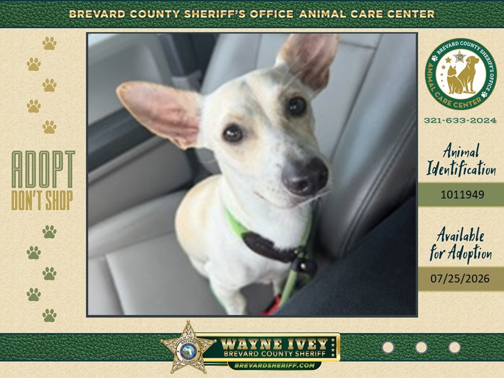 Shelter Stray Male Dog last seen FL, 5100 W Eau Gallie Blvd, Melbourne, FL 32934, USA
