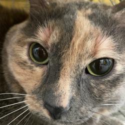 Shelter Stray Female Cat last seen Near E Sheridan Avenue, DES MOINES, IA, 50317, Des Moines, IA 50313