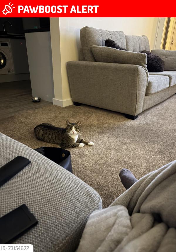 Lost Female Cat last seen OX29 8EE, Stonesfield, England 
