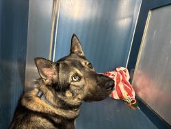 Shelter Stray Male Dog last seen Near Kingsbridge Avenue, BRONX, NY, 10463, 326 E 110th St, New York, NY 10029, USA
