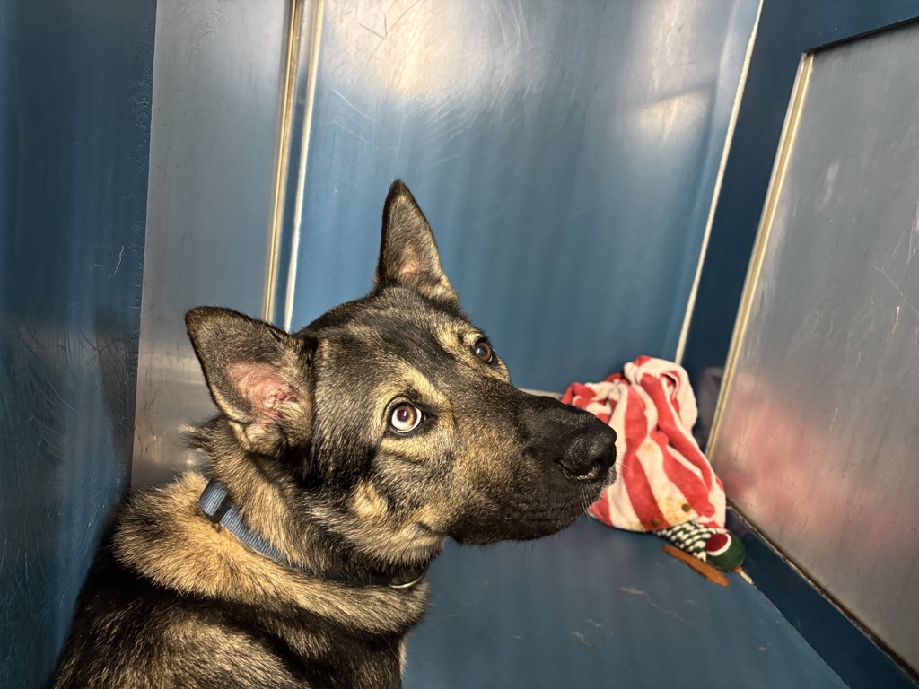 Shelter Stray Male Dog last seen Near Kingsbridge Avenue, BRONX, NY, 10463, 326 E 110th St, New York, NY 10029, USA