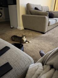 Lost Female Cat last seen OX29 8EE, Stonesfield, England 