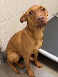 Shelter Stray Female Dog last seen UT, 511 W 3900 S, Salt Lake City, UT 84123, USA