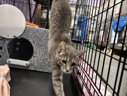 Shelter Stray Female Cat last seen Apt 6G,374 Pearl Street, NEW YORK, NY, 10038, 326 E 110th St, New York, NY 10029, USA