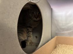 Shelter Stray Female Cat last seen Apt 6G,374 Pearl Street, NEW YORK, NY, 10038, 326 E 110th St, New York, NY 10029, USA