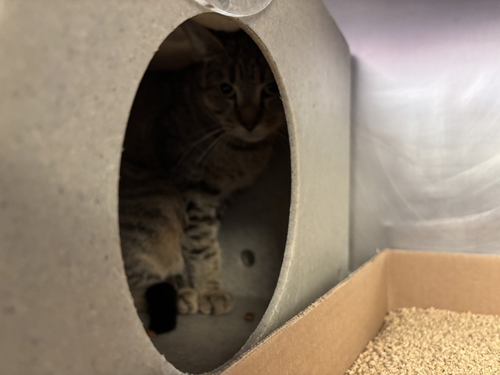 Shelter Stray Female Cat last seen Apt 6G,374 Pearl Street, NEW YORK, NY, 10038, 326 E 110th St, New York, NY 10029, USA