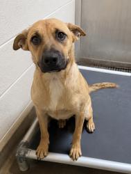 Shelter Stray Female Dog last seen UT, 511 W 3900 S, Salt Lake City, UT 84123, USA