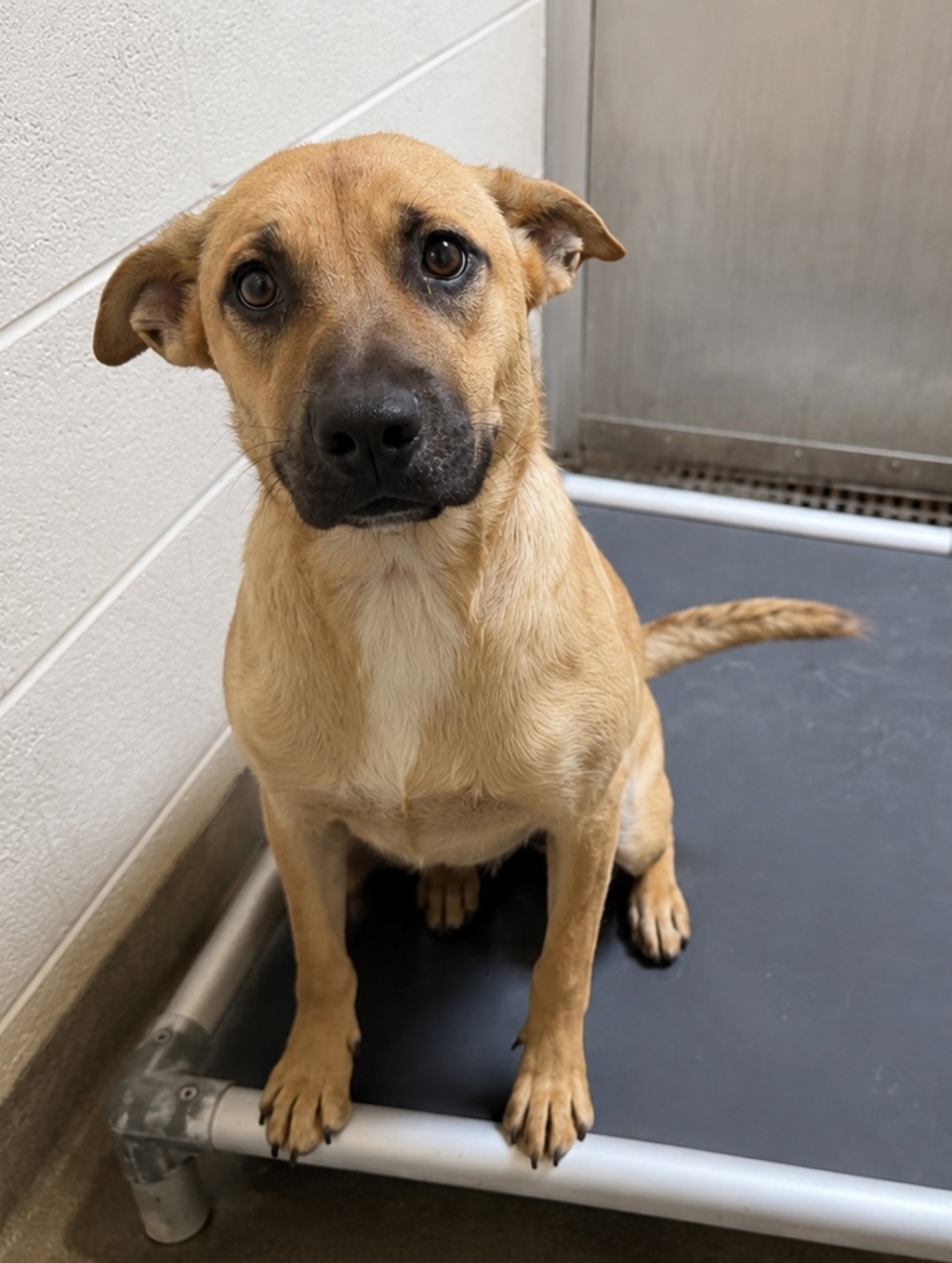 Shelter Stray Female Dog last seen UT, 511 W 3900 S, Salt Lake City, UT 84123, USA