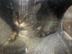 Shelter Stray Male Cat last seen Near North Street, BRONX, NY, 10468, 326 E 110th St, New York, NY 10029, USA