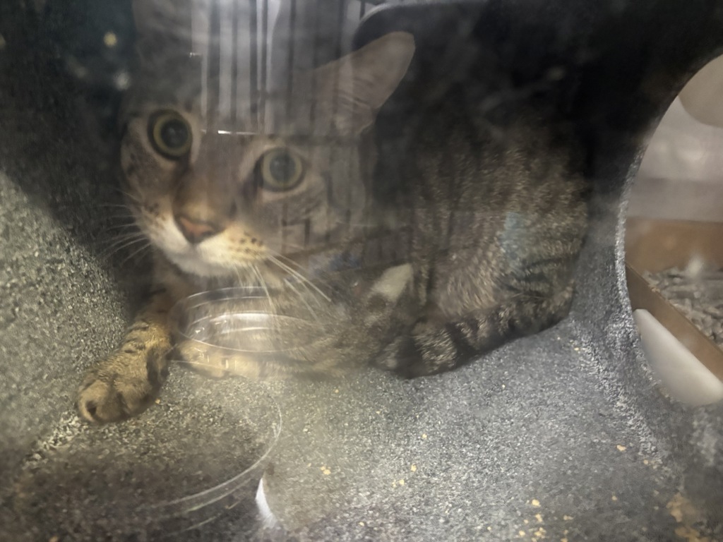 Shelter Stray Male Cat last seen Near North Street, BRONX, NY, 10468, 326 E 110th St, New York, NY 10029, USA