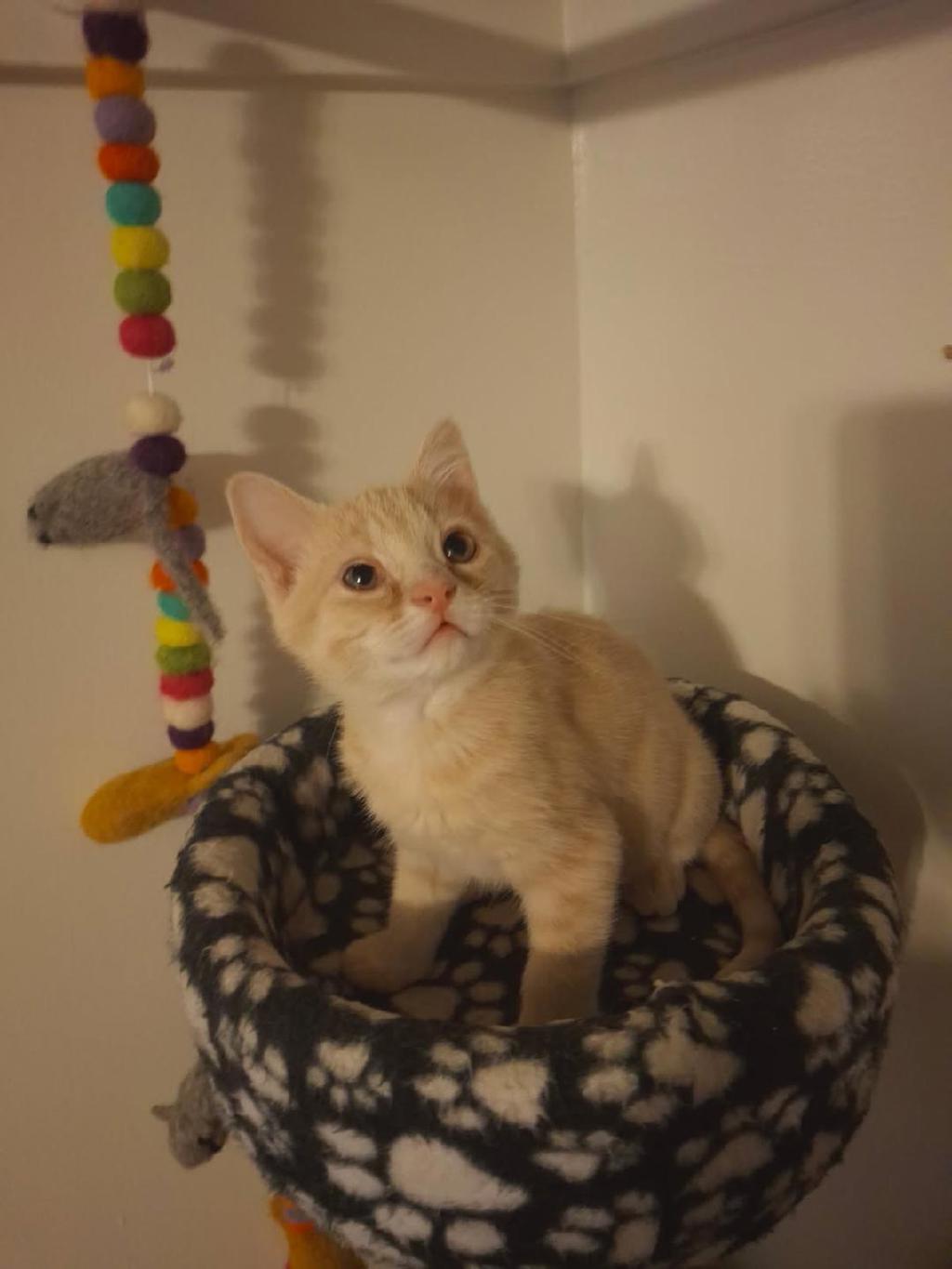 Shelter Stray Male Cat last seen Near W Princeton Drive, Midvale, UT, 84047, 511 W 3900 S, Salt Lake City, UT 84123, USA