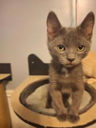 Shelter Stray Male Cat last seen Near W Princeton Drive, Midvale, UT, 84047, 511 W 3900 S, Salt Lake City, UT 84123, USA