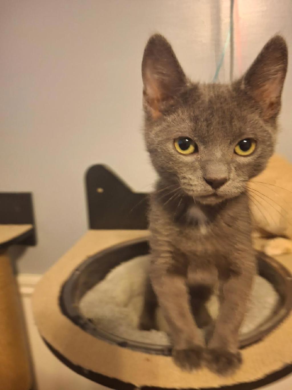 Shelter Stray Male Cat last seen Near W Princeton Drive, Midvale, UT, 84047, 511 W 3900 S, Salt Lake City, UT 84123, USA