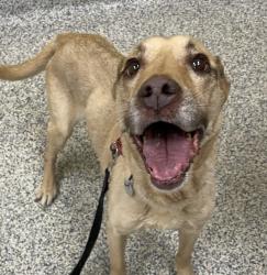 Shelter Stray Female Dog last seen W 2nd Pl/Union Blvd, Lakewood, CO, 80232, 580 McIntyre St, Golden, CO 80401, USA