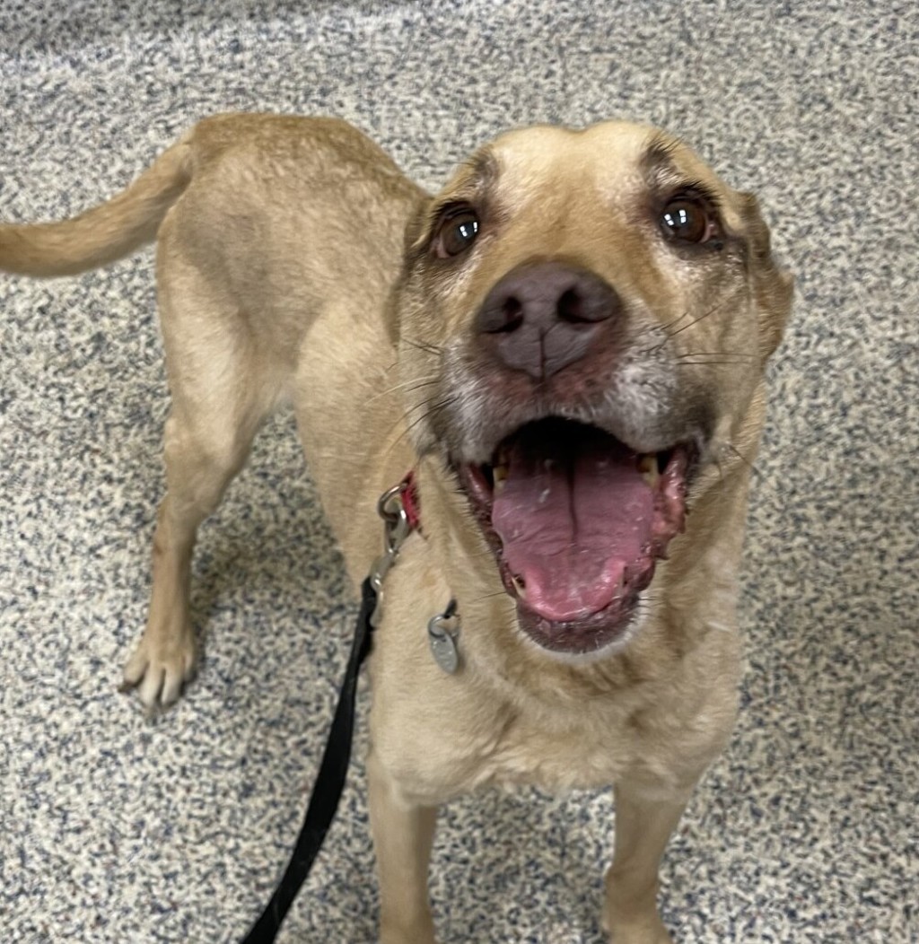 Shelter Stray Female Dog last seen W 2nd Pl/Union Blvd, Lakewood, CO, 80232, 580 McIntyre St, Golden, CO 80401, USA
