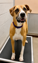 Shelter Stray Female Dog last seen UT, 511 W 3900 S, Salt Lake City, UT 84123, USA