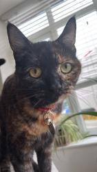 Reunited Female Cat last seen Kent Elms, Southend-on-Sea, England 
