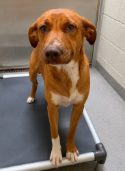 Shelter Stray Male Dog last seen UT, 511 W 3900 S, Salt Lake City, UT 84123, USA