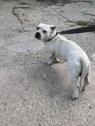 Shelter Stray Male Dog last seen Near E 32nd Street, AUSTIN, TX, 78705, 7201 Levander Loop bldg a, Austin, TX 78702, USA