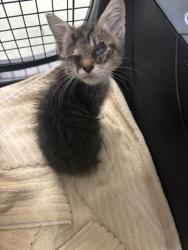 Shelter Stray Male Cat last seen Highlands, CHESTERFIELD, VA, 23838, 9300 Public Works Rd, Chesterfield, VA 23832, USA
