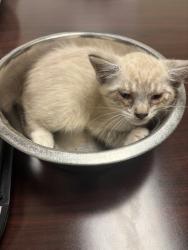 Shelter Stray Male Cat last seen Highlands, CHESTERFIELD, VA, 23838, 9300 Public Works Rd, Chesterfield, VA 23832, USA