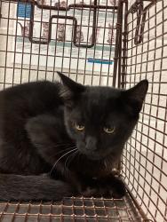 Shelter Stray Male Cat last seen Windy Rush Lane, CARY, NC, 27511, 820 Beacon Lake Dr, Raleigh, NC 27610, USA