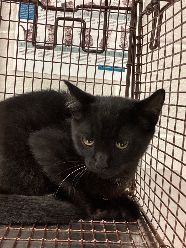 Shelter Stray Male Cat last seen Windy Rush Lane, CARY, NC, 27511, 820 Beacon Lake Dr, Raleigh, NC 27610, USA
