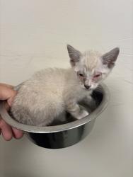 Shelter Stray Male Cat last seen Highlands, CHESTERFIELD, VA, 23838, 9300 Public Works Rd, Chesterfield, VA 23832, USA