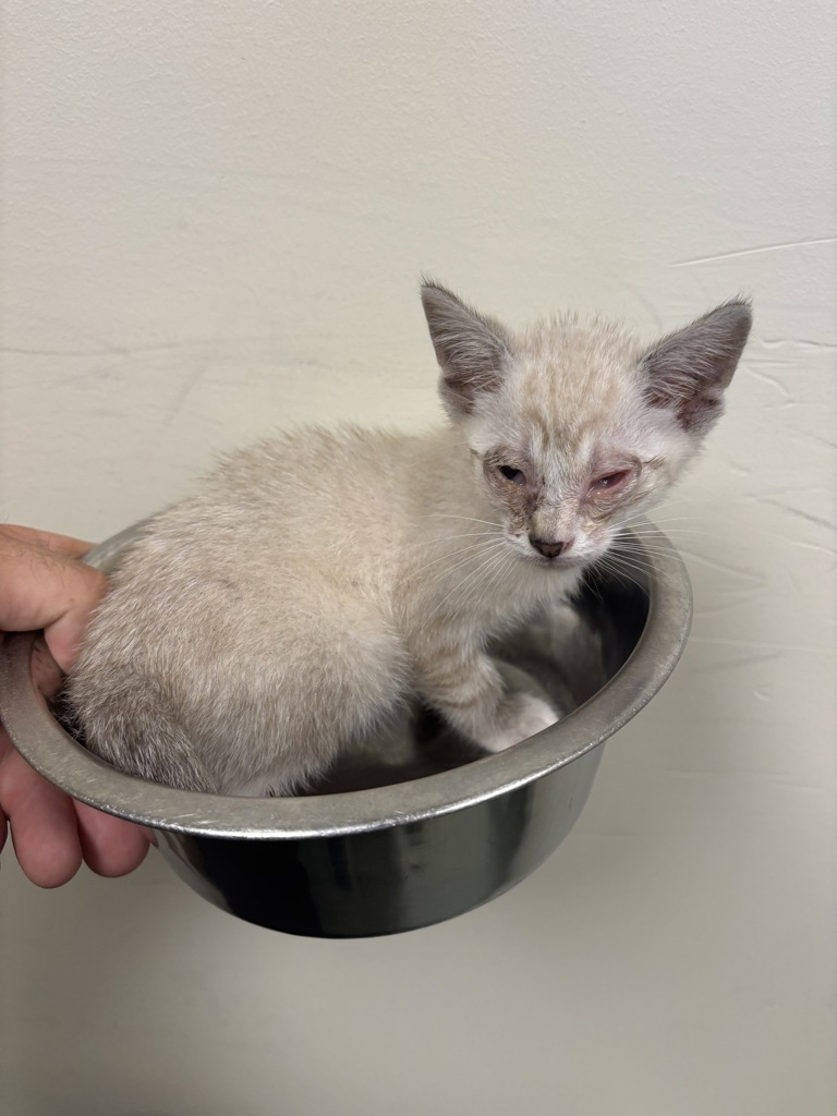 Shelter Stray Male Cat last seen Highlands, CHESTERFIELD, VA, 23838, 9300 Public Works Rd, Chesterfield, VA 23832, USA