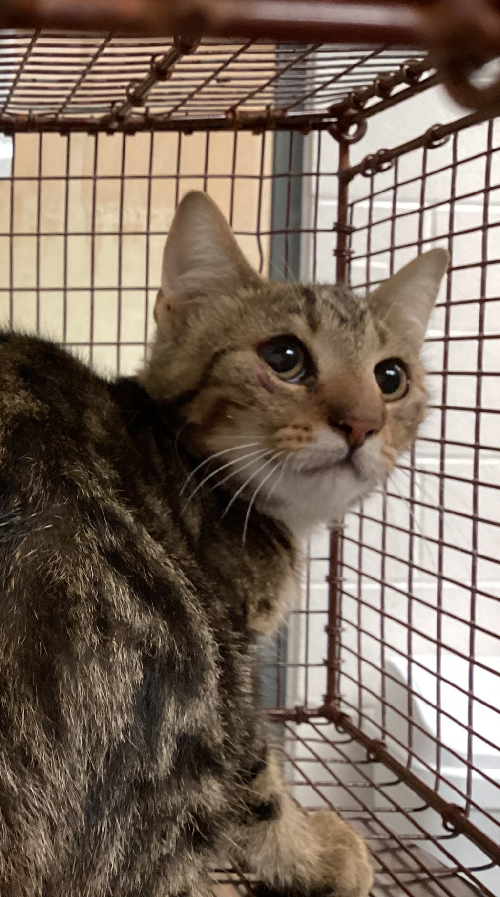 Shelter Stray Male Cat last seen Windy Rush Lane, CARY, NC, 27511, 820 Beacon Lake Dr, Raleigh, NC 27610, USA
