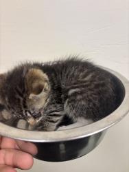 Shelter Stray Female Cat last seen Highlands, CHESTERFIELD, VA, 23838, 9300 Public Works Rd, Chesterfield, VA 23832, USA