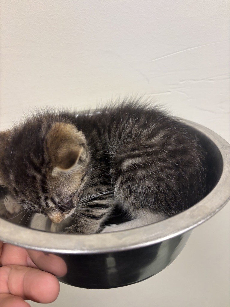 Shelter Stray Female Cat last seen Highlands, CHESTERFIELD, VA, 23838, 9300 Public Works Rd, Chesterfield, VA 23832, USA