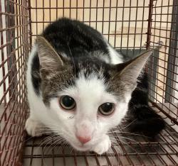 Shelter Stray Male Cat last seen Windy Rush Lane, CARY, NC, 27511, 820 Beacon Lake Dr, Raleigh, NC 27610, USA
