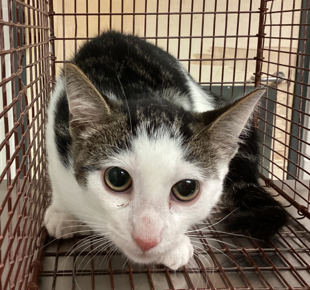 Shelter Stray Male Cat last seen Windy Rush Lane, CARY, NC, 27511, 820 Beacon Lake Dr, Raleigh, NC 27610, USA