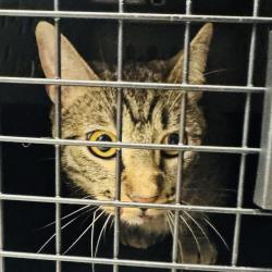 Shelter Stray Male Cat last seen Near SE 56th Avenue, RUNNELLS, IA, 50237, Des Moines, IA 50313
