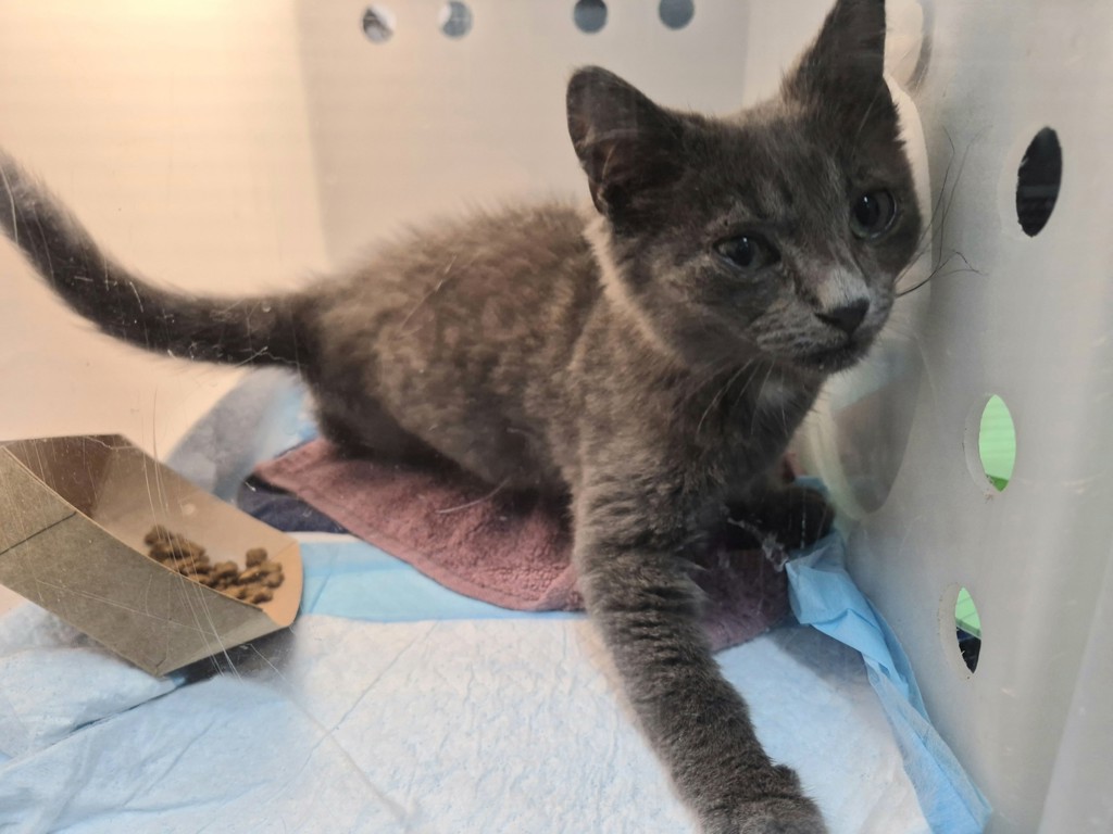 Shelter Stray Male Cat last seen Hylan Boulevard, STATEN ISLAND, NY, 10312, 3139 Veterans Rd W, Staten Island, NY 10309, USA