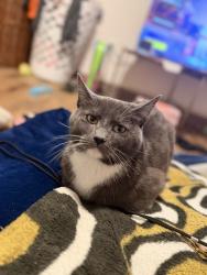 Lost Male Cat last seen Pacific Hwy & S 244th St, Des Moines, WA 98198