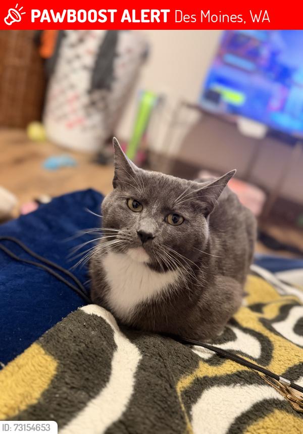 Lost Male Cat last seen Pacific Hwy & S 244th St, Des Moines, WA 98198